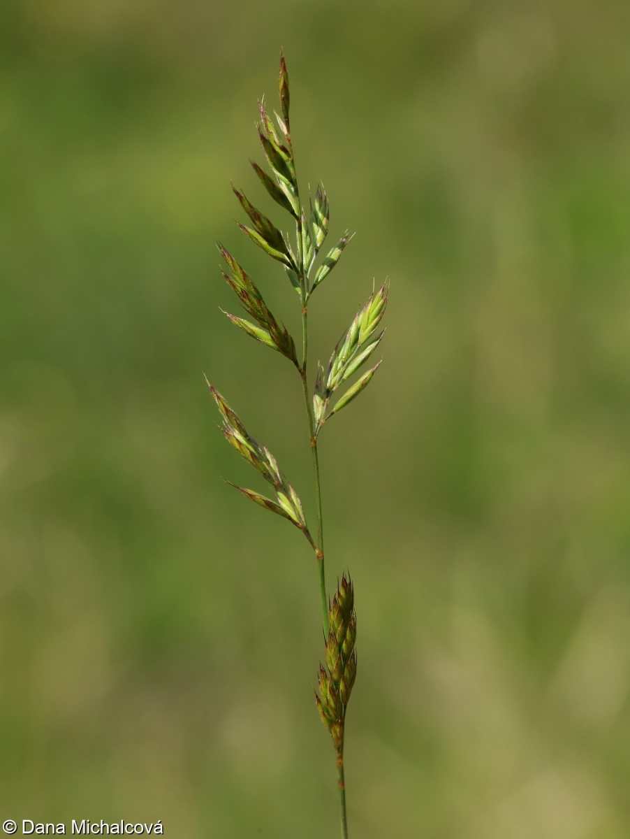 <p>Festuca rupicola</p>