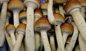 psychedelic ("mind-manifesting") drugs, such as LSD, that distort perceptions and evoke sensory images in the absence of sensory input