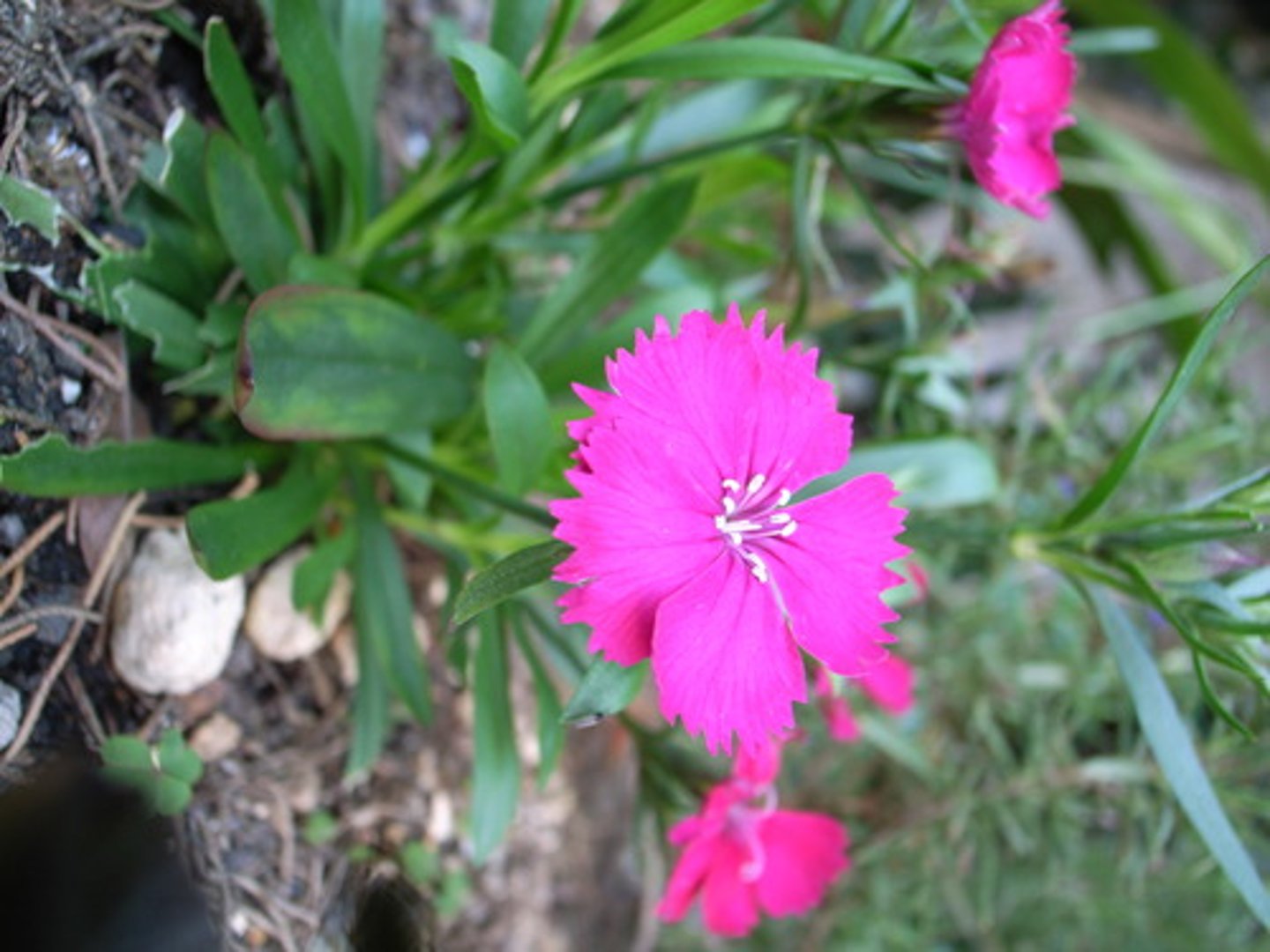 <p>hardy annual; edible!</p><p>leaves: grass like foliage; green foliage</p><p>blooms: 3-5 bloom grouping; white pink purple or red</p>