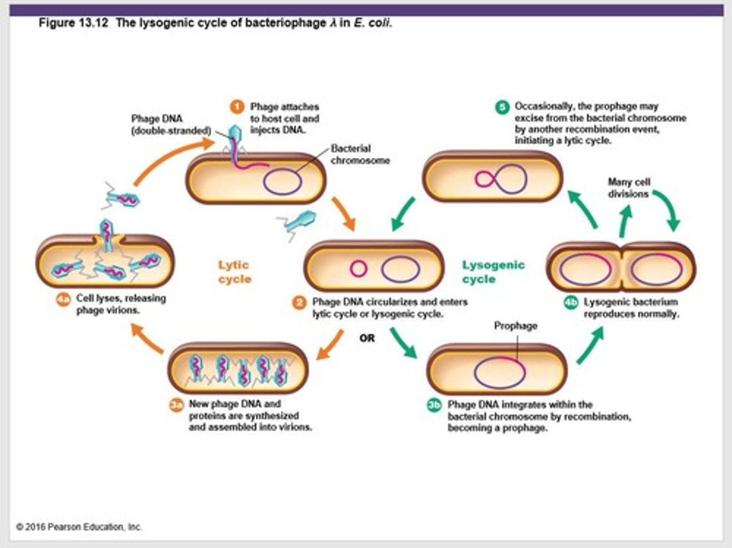 <p>Attachment</p><p>Genome entry</p><p>Integration</p>