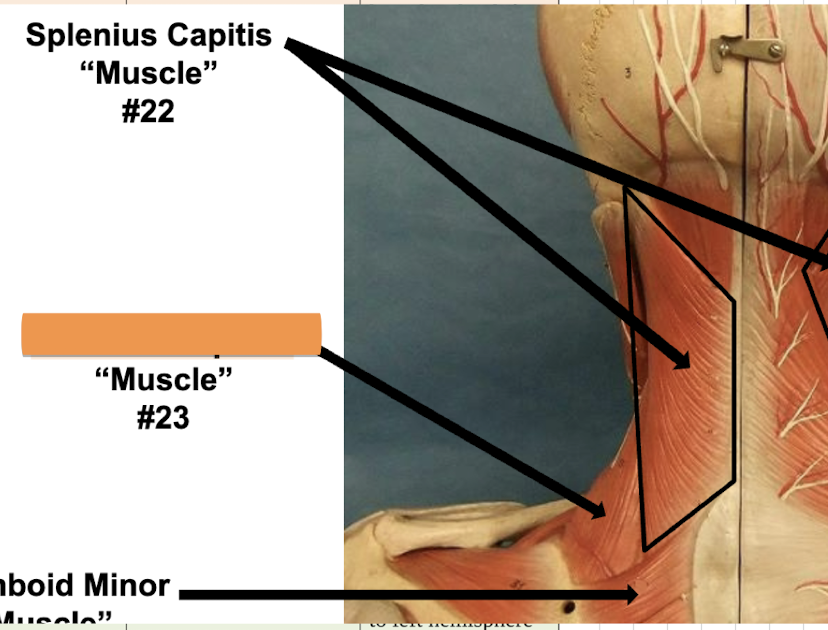 <p>Label muscle #23 </p>