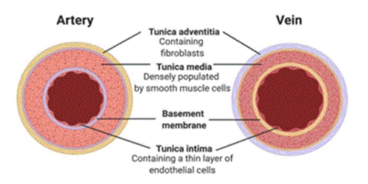 <p>outer layer of a blood vessel which connects it to surrounding tissues</p><p>*collagenous, fibrous tissue with own nerves and blood vessels</p><p>**STRUCTURAL SUPPORT</p>