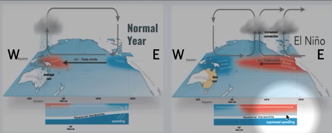 <ul><li><p><strong>trade winds weaken, then reverse (W→E)</strong></p></li><li><p>warm equator currents bring heat and precipitation to Americas (warmer winter)</p></li><li><p>increased precip and flooding in Americas (esp west coast)</p></li><li><p>suppressed upwelling off SA coast (damaging fisheries)</p></li><li><p>cooler, drier conditions in Australia and SE Asia (weakened monsoon activity)</p></li><li><p>High pressure in west pacific (Aust, SEA)</p></li><li><p>low pressure in east pacific (SA)</p></li></ul><p></p>