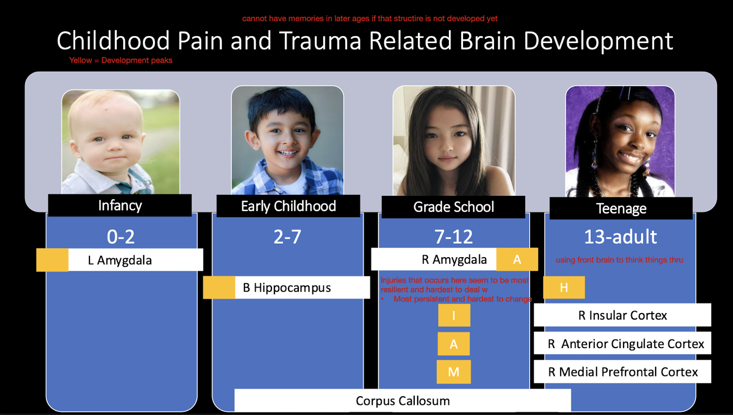 <p></p><ul><li><p>Infancy (0 - 2 yrs)</p><ul><li><p>L Amygdala</p></li></ul></li><li><p>Early Childhood (2 - 7 yrs)</p><ul><li><p>Bilat Hippocampus </p></li></ul></li><li><p>Grade School (7 - 12 yrs)</p><ul><li><p>R Amygdala </p></li></ul></li><li><p>Teenage (13 - Adult)</p><ul><li><p>R Insular Cortex</p></li><li><p>R ACC</p></li><li><p>R mPFC</p></li></ul></li></ul><p></p>