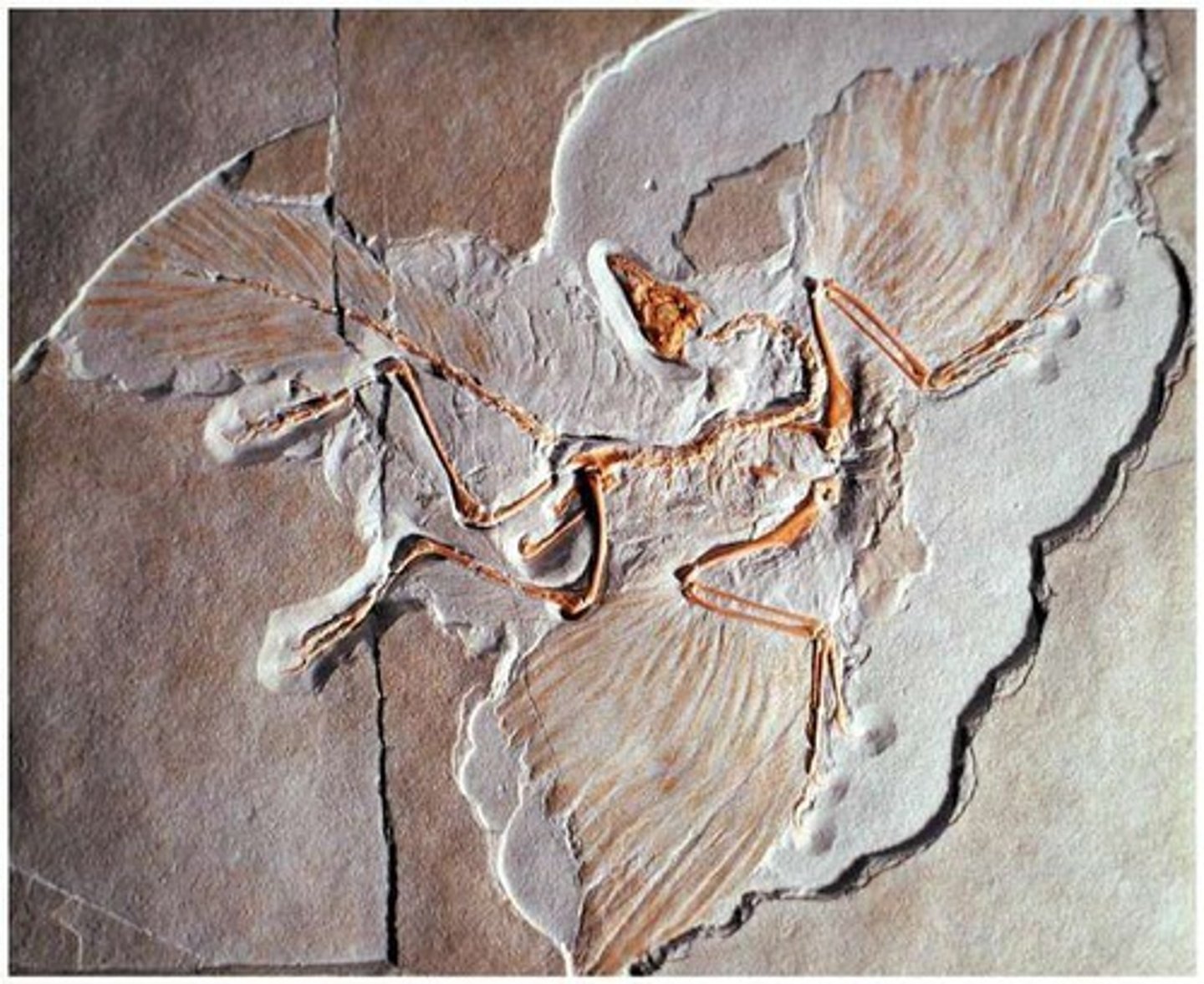 <p>considered an early bird dinosaur, often referred to as a 'dino-bird'.</p>