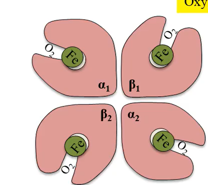 <p>oxygen is bound; it has a relaxed binding structure</p>