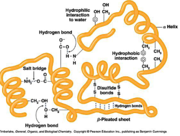 <p>The full 3D folding of a single polypeptide chain, bringing distant amino acids into proximity.</p><p>3D arrangement of atoms in molecule - “conformational”</p><p>Stabilised by:</p><ul><li><p>Non-covalent interactions: hydrophobic interactions, hydrogen bonds, ionic (electrostatic) interactions, Van der Waals</p></li><li><p>Covalent <strong>disulfide bonds</strong> between cysteine residues</p></li><li><p>Interaction with water and hydration shell also helps stability</p></li></ul><p>Proteins can be fibrous, globular, or (minor) membrane proteins depending on folding.</p>
