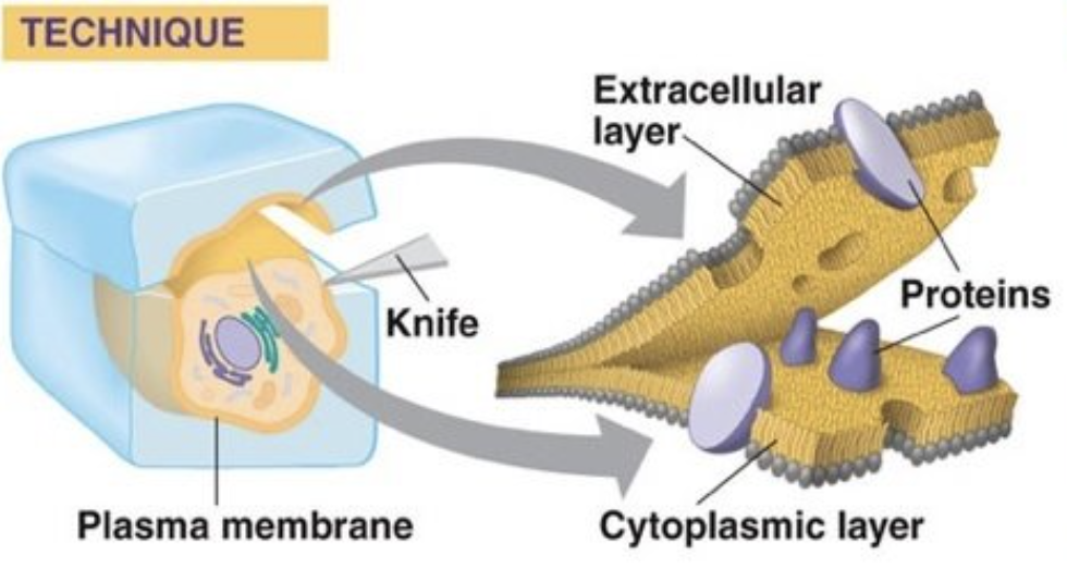 <ul><li><p>used to produce images of <strong>surfaces within cells</strong></p></li><li><p>rapid<strong> freezing</strong> of cells + <strong>fracturing</strong> allows the cell to be <strong>broken</strong> along lines of weakness (<strong>center of membrane</strong>)</p></li><li><p>any structures which appear <strong>globular </strong>are <strong>transmembrane proteins</strong></p></li></ul><p></p>