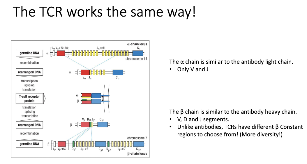<ul><li><p>α chain: like light chain (V+J)</p></li><li><p>β chain: like heavy chain (V+D+J)</p></li><li><p>Unlike antibodies, TCRs have multiple β constant regions → even more diversity</p></li></ul><p></p>