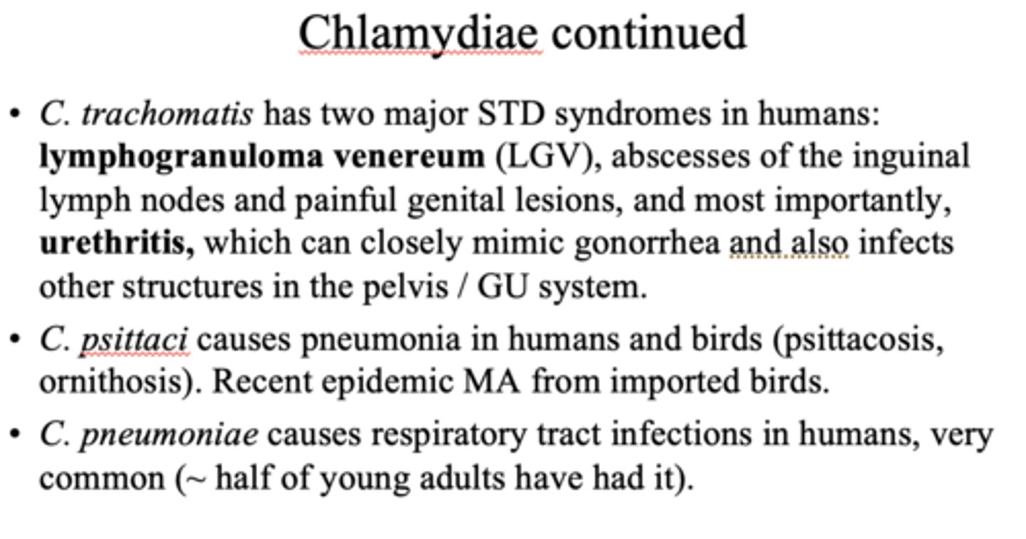 <p>chlamydiae</p>