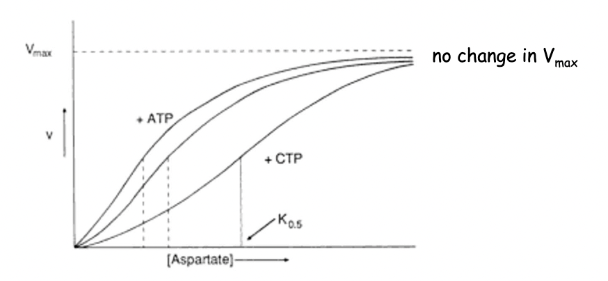 * CTP; allosteric inhibitor, increased Km (reduced affinity)
* ATP; allosteric activator, decreased Km (increased affinity)
* Allosteric enzymes may have many allosteric modulators, both inhibitors and activators. 
* While CTP is an allosteric inhibitor of ATCase, ATP is an allosteric activator. 
* This graph illustrates the effect that CTP and ATP have on ATCase kinetics. 
  * Along the X‐axis is the concentration of the substrate, aspartate. Along the Y‐axis is the rate of the reaction. 
  * The middle line represents ATCase unmodified. 
  * At point B is the Km of the unmodified ATCase, indicating the affinity between ATCase and its substrate, aspartate. 
  * The top line represents ATCase with the associated allosteric activator, ATP, The kinetics of the reaction have changed. 
* ATCase with ATP has a lower Km or a higher affinity for aspartate. 
* The bottom line represents ATCase with the associated allosteric inhibitor, CTP. 
* The kinetics of the reaction has again changed. ATCase with CTP has a higher Km or a lower affinity for aspartate. 
* Note that while the Km has changed for each activation state, the Vmax remains the same. 
* The number of catalytic sites has not increased or decreased