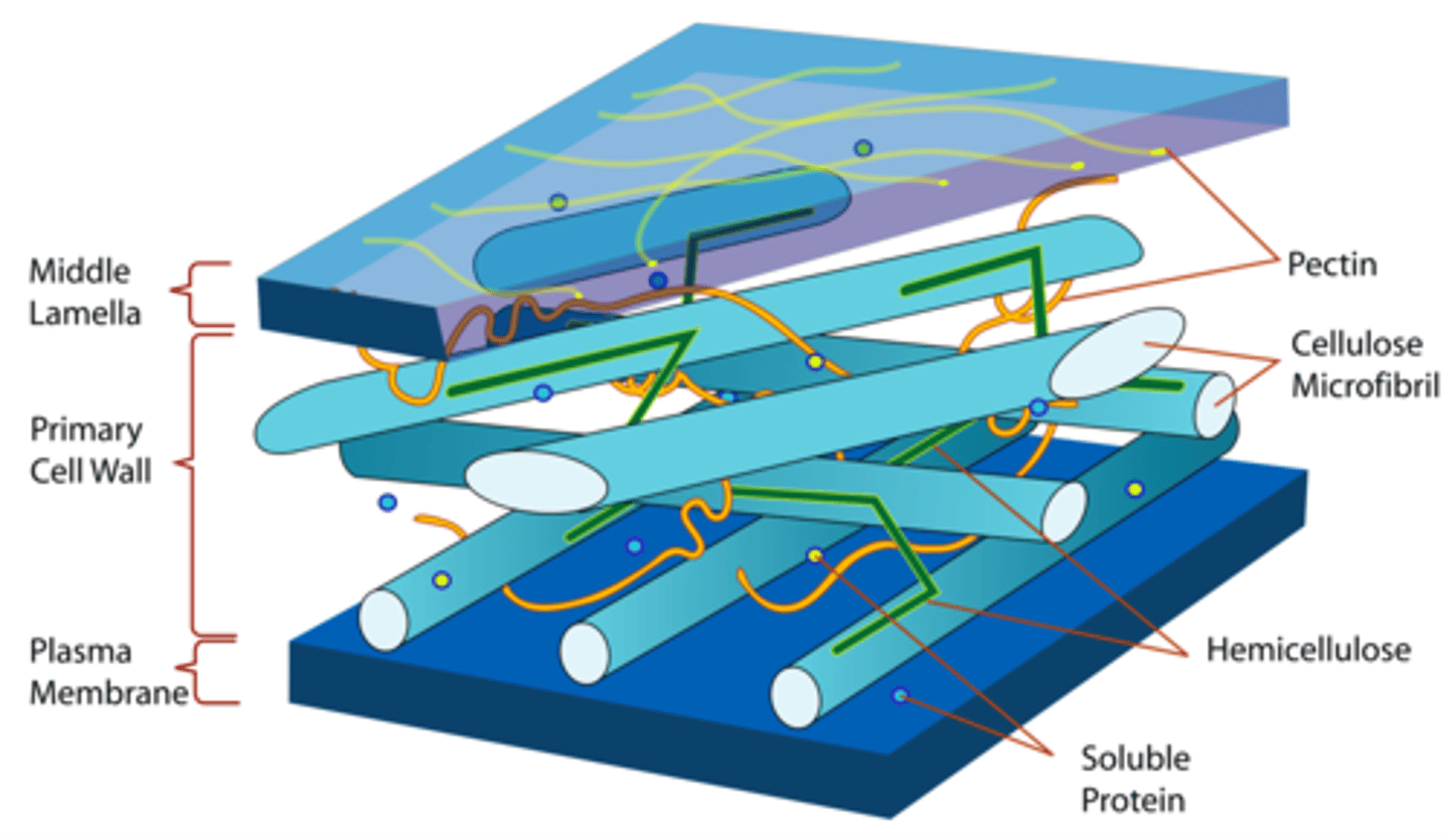 <p>Cell walls are the rigid outermost layer made of cellulose fibrils, stacked and held together by a matrix. Some cell walls are fortified with lignin</p><p></p><p><strong>supports plant</strong></p><p></p>