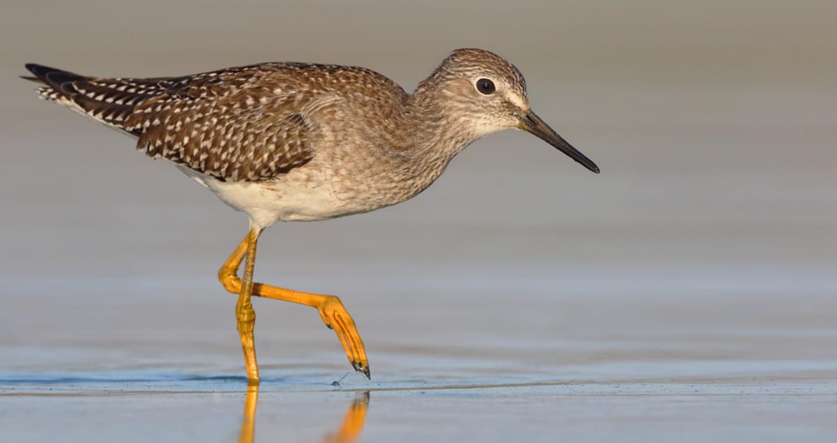 <p>Smaller than Greater, with finer bill.</p>