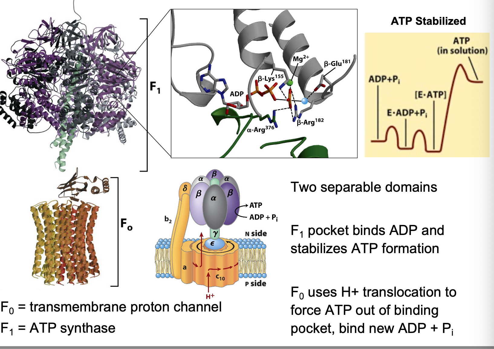 <ul><li><p>two separable domains</p></li><li><p>F<sub>1</sub> (ATP synthase)pocket binds ADP and stabilizes ATP formation</p></li><li><p>F<sub>0</sub> (transmembrane proton channel) uses H+ translocation to force ATP out of binding pocket, bind new ADP + P<sub>i</sub></p></li></ul><p></p>