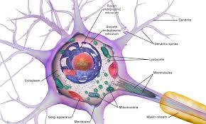 <p>Nucleus </p>