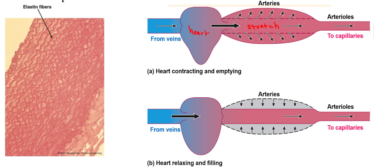 <p>Can serve as a driving force during ventricular diastole. Due to elasticity of the artery walls (smooth muscle, collagen, elastin). Arteries can expand and store the pressure imparted by cardiac contraction. During relation the arterial walls recoil and maintain pressure</p>
