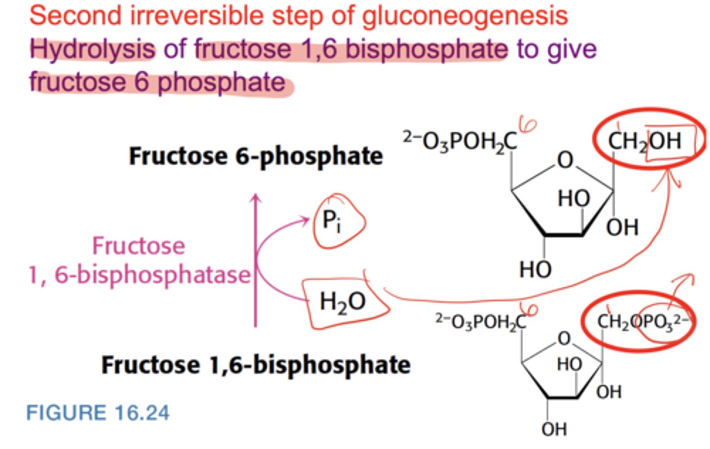 <p>Hydrolysis of fructose-1,6-bisphosphate → fructose-6-phosphate</p>