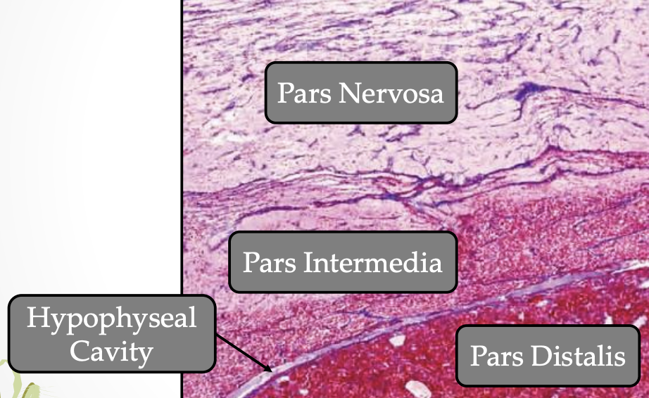 <p><strong><u>What:</u> Adenohypophysis projection </strong></p><p><strong><u>Location:</u> Partially surrounds anterior aspect </strong>of <strong>infundibulum</strong></p><p><strong><u>Arrangement:</u> Cluster </strong></p><p></p>