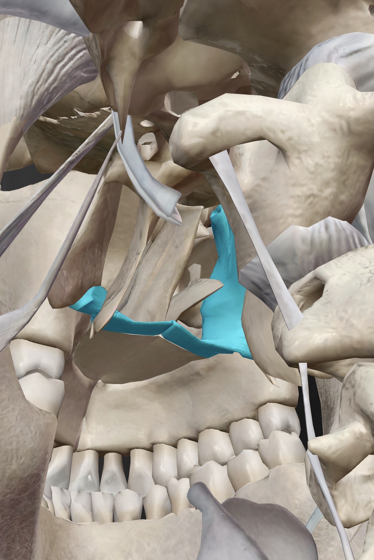 <p>Name this bone</p>