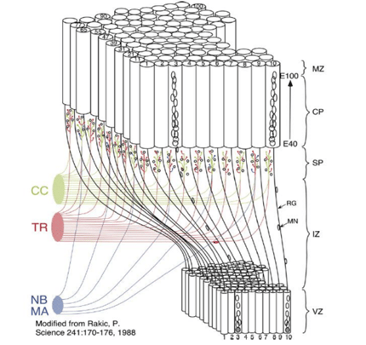 <p><span style="text-decoration:underline">columnar </span></p>