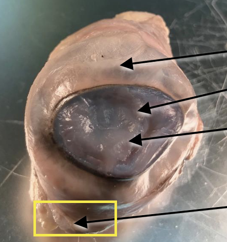 <p>What is this highlighted figure?</p>