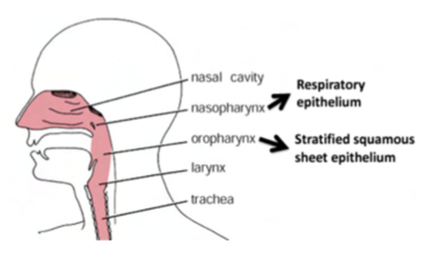 <p>Contains respiratory epithelium in the nasopharynx and stratified squamous epithelium (non-keratinized) in the oropharynx.</p><p>Olfactory epithelium is restricted to the nasal cavity.</p>