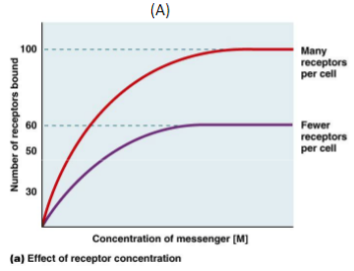 <p>larger receptor concentration allows for a larger maximal response</p>