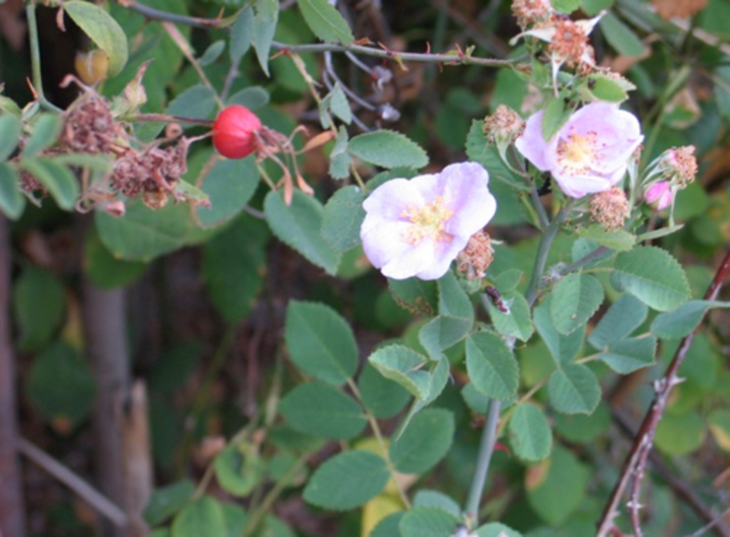 <p>Rosa californica (rosaceae)</p>