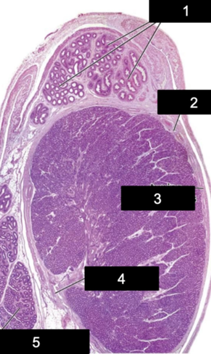 <p>What is 4?</p>