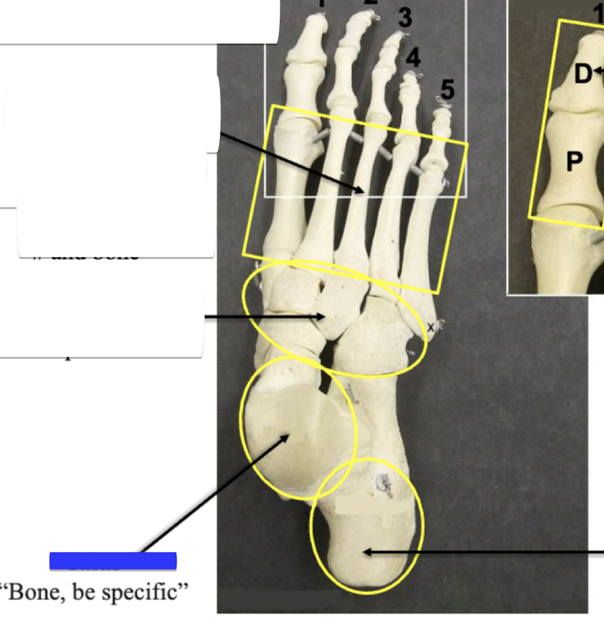 <p>Bone be specific </p>