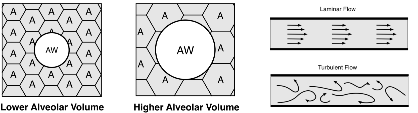 <p>lung volume: more tethering inc the radius </p><p>pattern of flow: turbulent flow requires higher driving pressure→ dec radius </p>