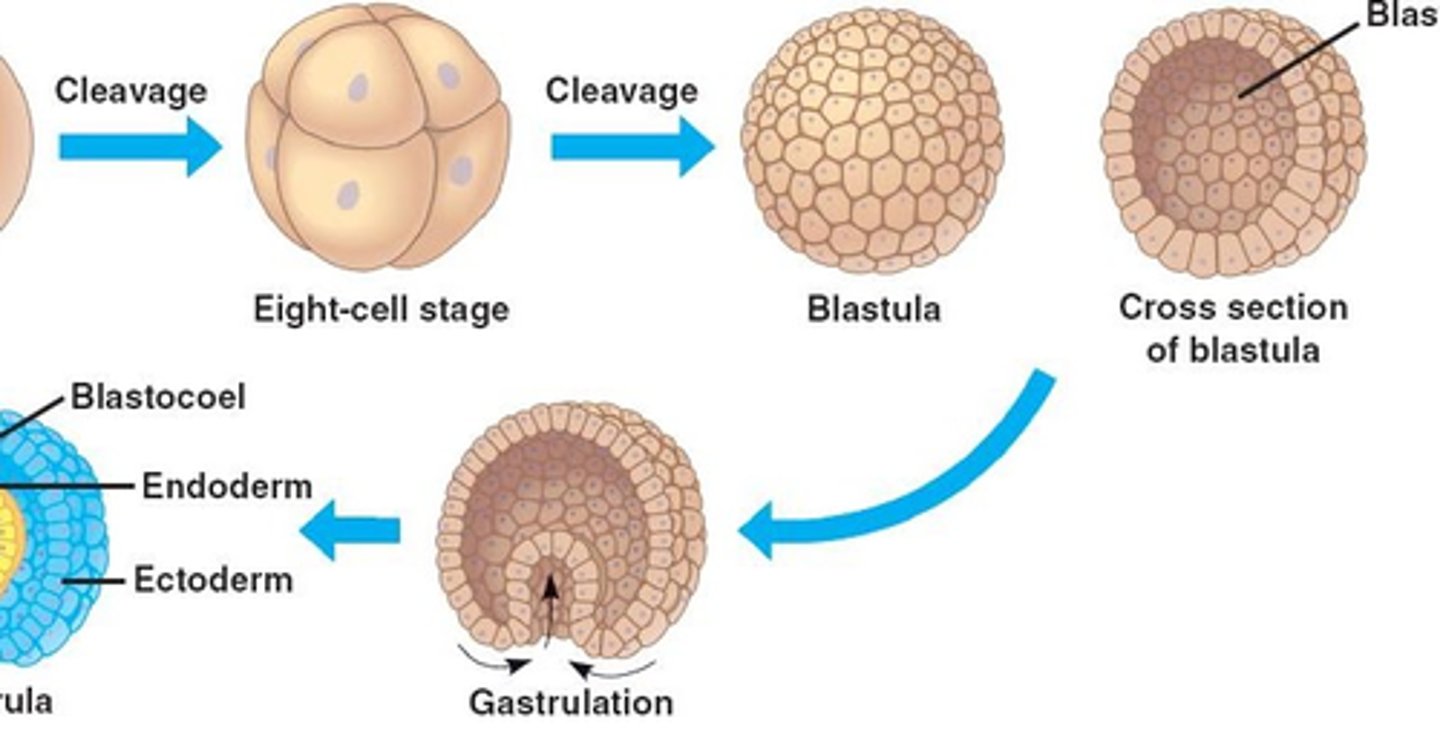 <p>- Zygot delar på sig till stadiumet blastula(omger inre hålighet "blastocoel").</p><p>- Tight junction, gap junction och desmosomes håller ihop blastulacellerna.</p><p>- Sen sker gastrulation. --> bildandet av urmagen. Yttre cellagret veckas in.</p><p>- Yttre ektoderm och inre endoderm bildas.</p><p>- öppningen vid endodermet kallas blastopore(urmunnen)</p><p>--> Blastula och Gastrulation är nödvändigt för bildandet av vävnader.</p>