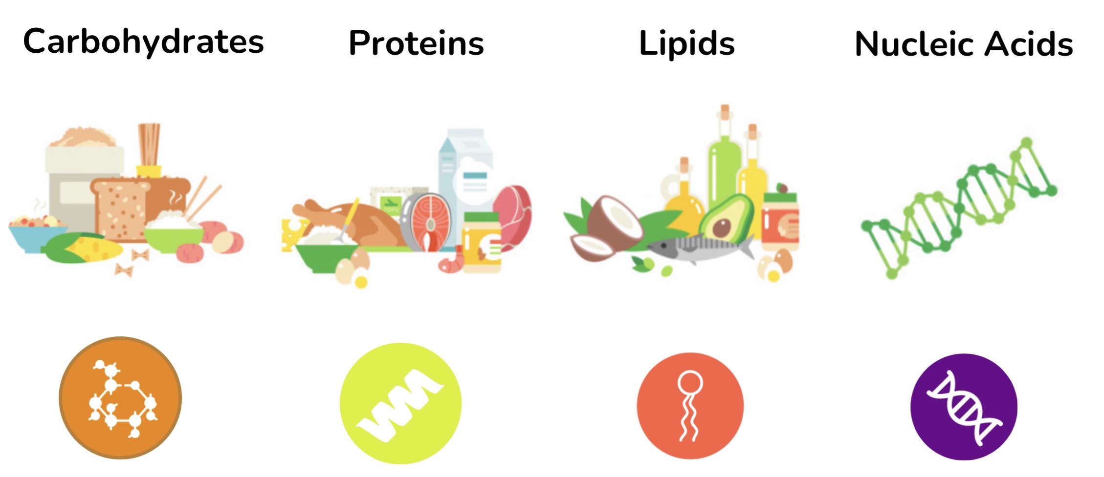 <p>Carbohydrates, lipids, proteins, nucleic acids</p>
