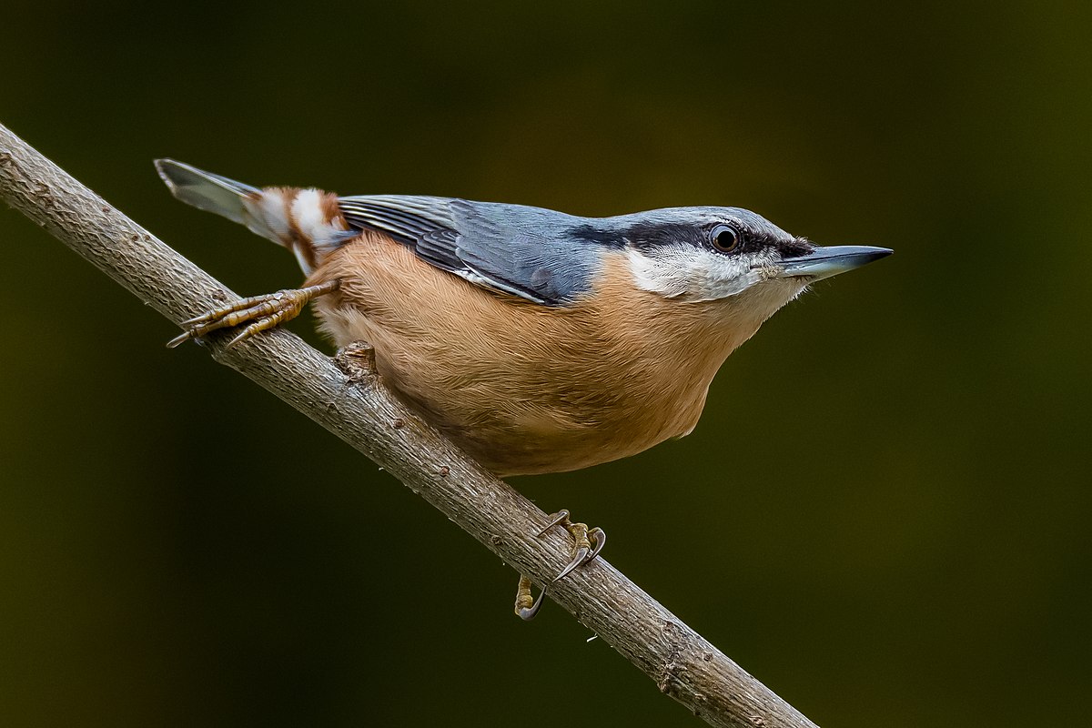 <p>Bird species.</p>