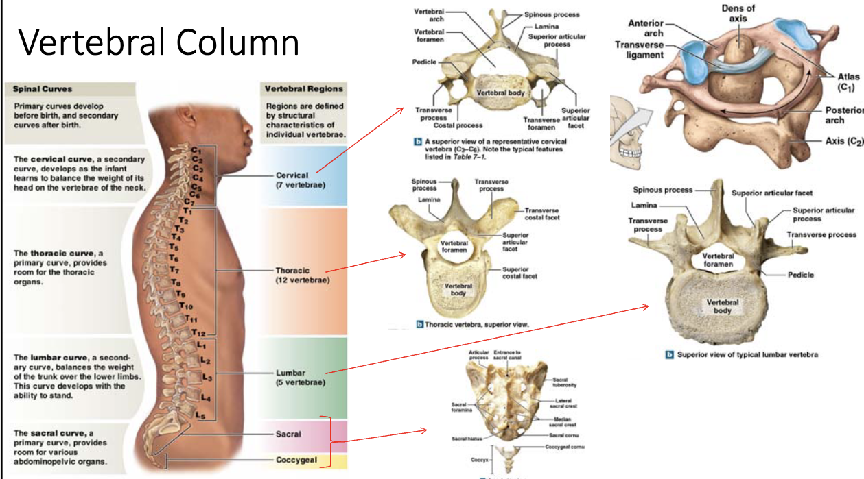 <p>vertebrae</p>