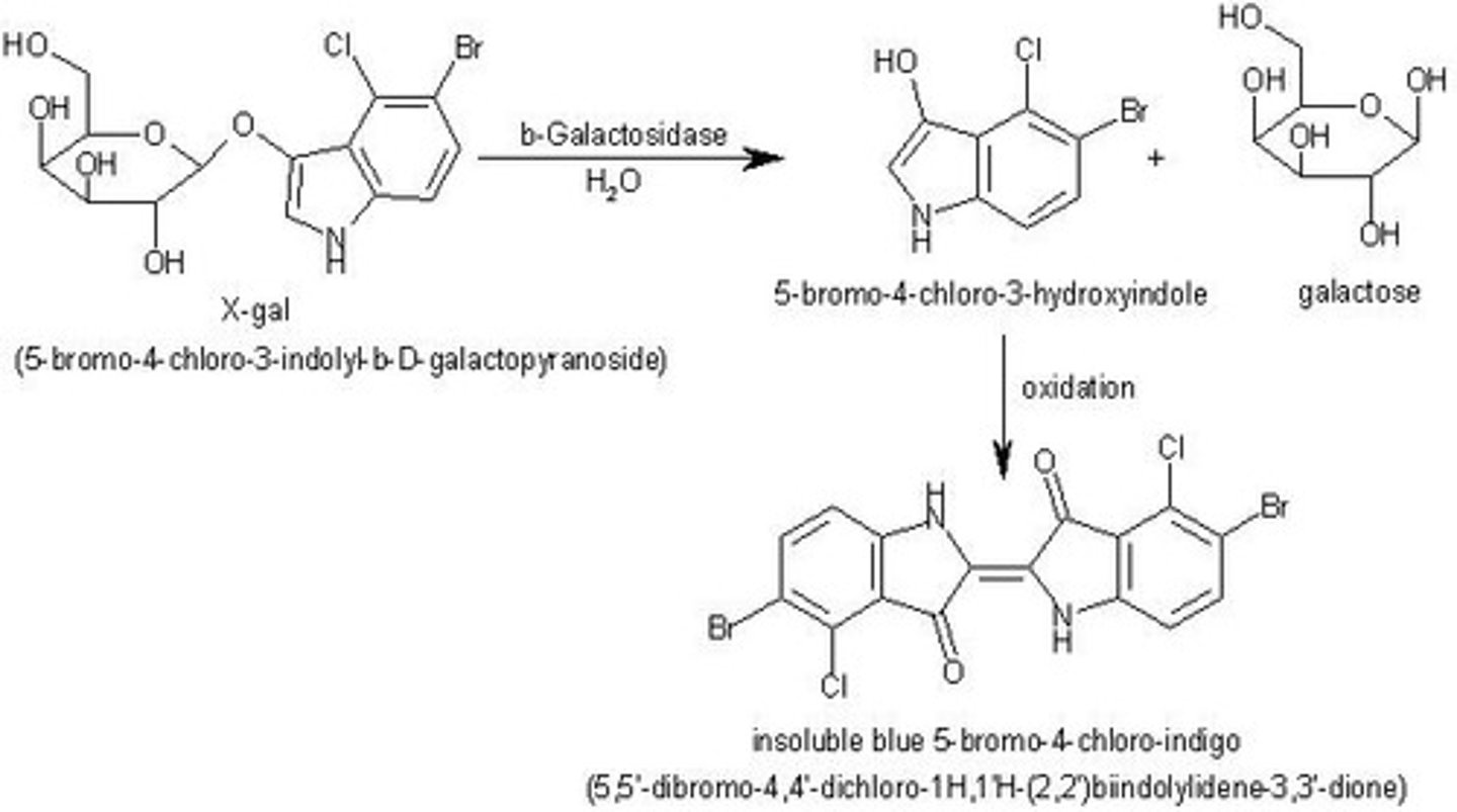<p>The X-gal assay identifies colonies with cloned DNA fragments by detecting b-galactosidase activity, which produces a blue dye.</p>
