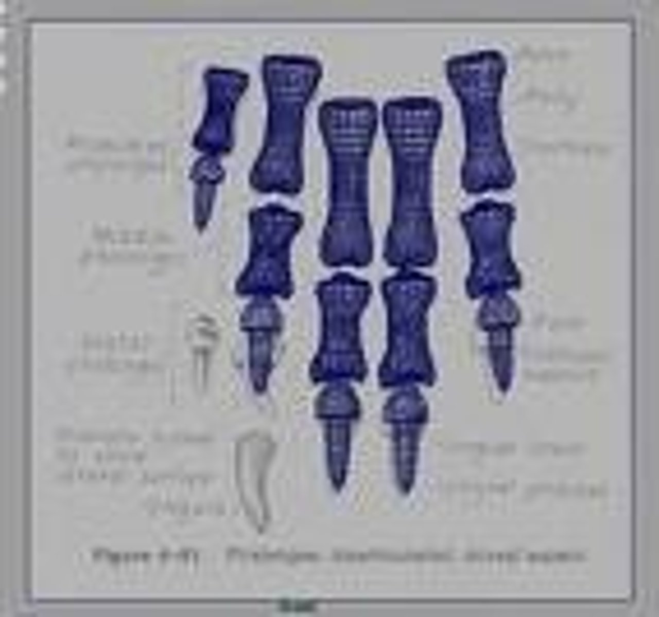 <p>the finger bones</p>