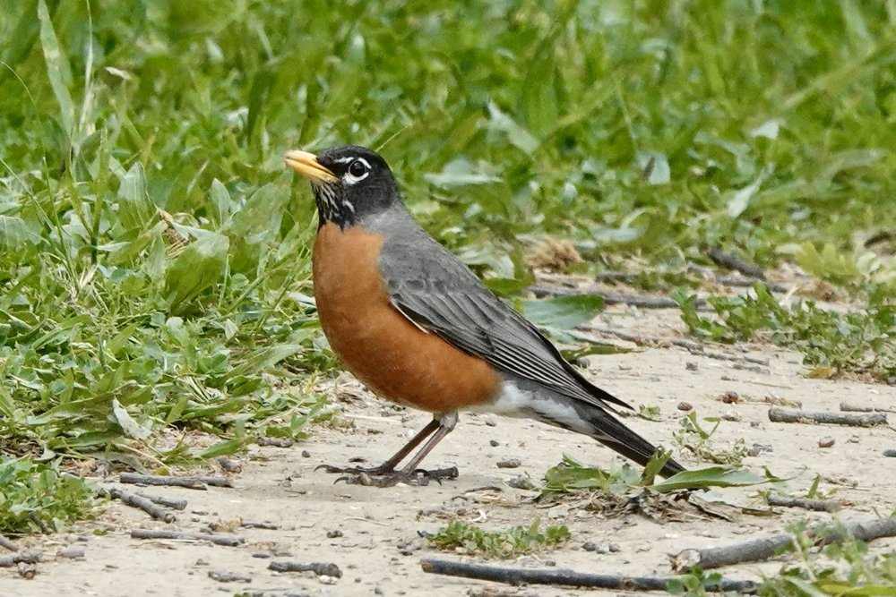 <p>What bird is this?</p>