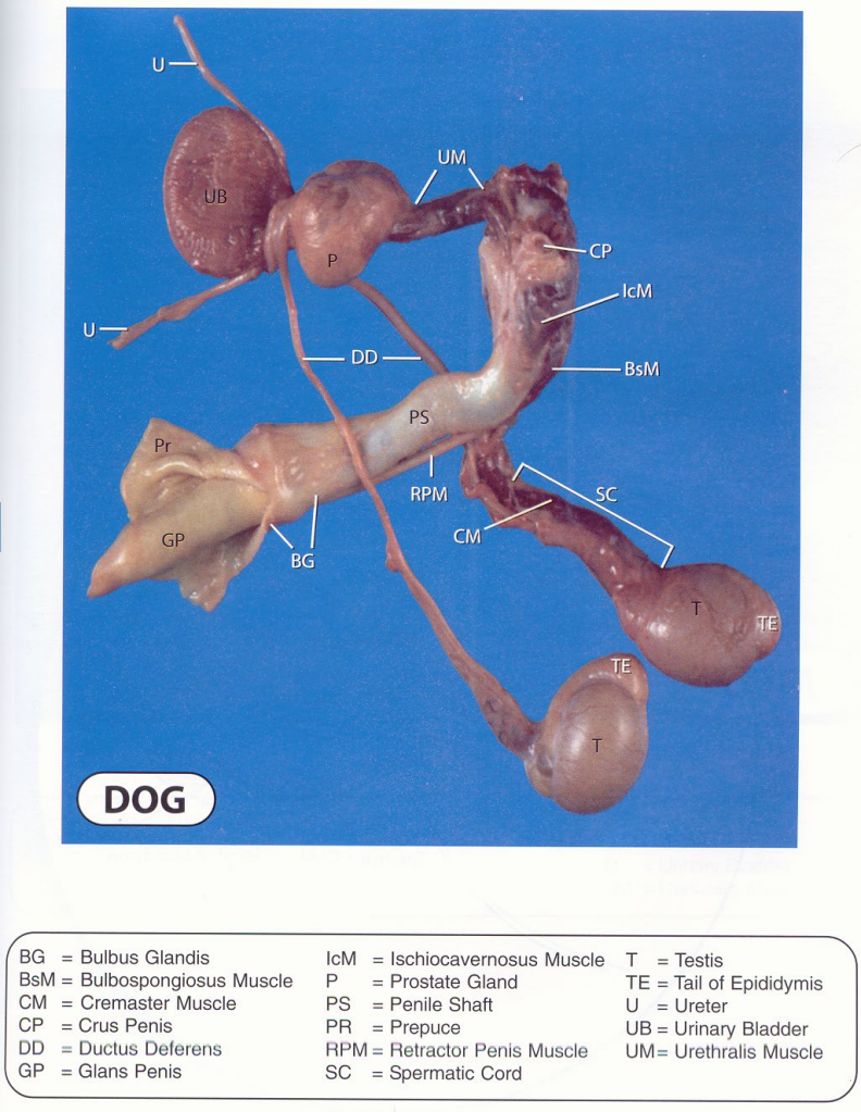 <p>• Note testes are oriented horizontally and</p><p>the epididymis is located dorsally</p><p>• Large prostate gland which is palpable per</p><p>rectum</p><p>• Recall that dogs have an os penis</p>
