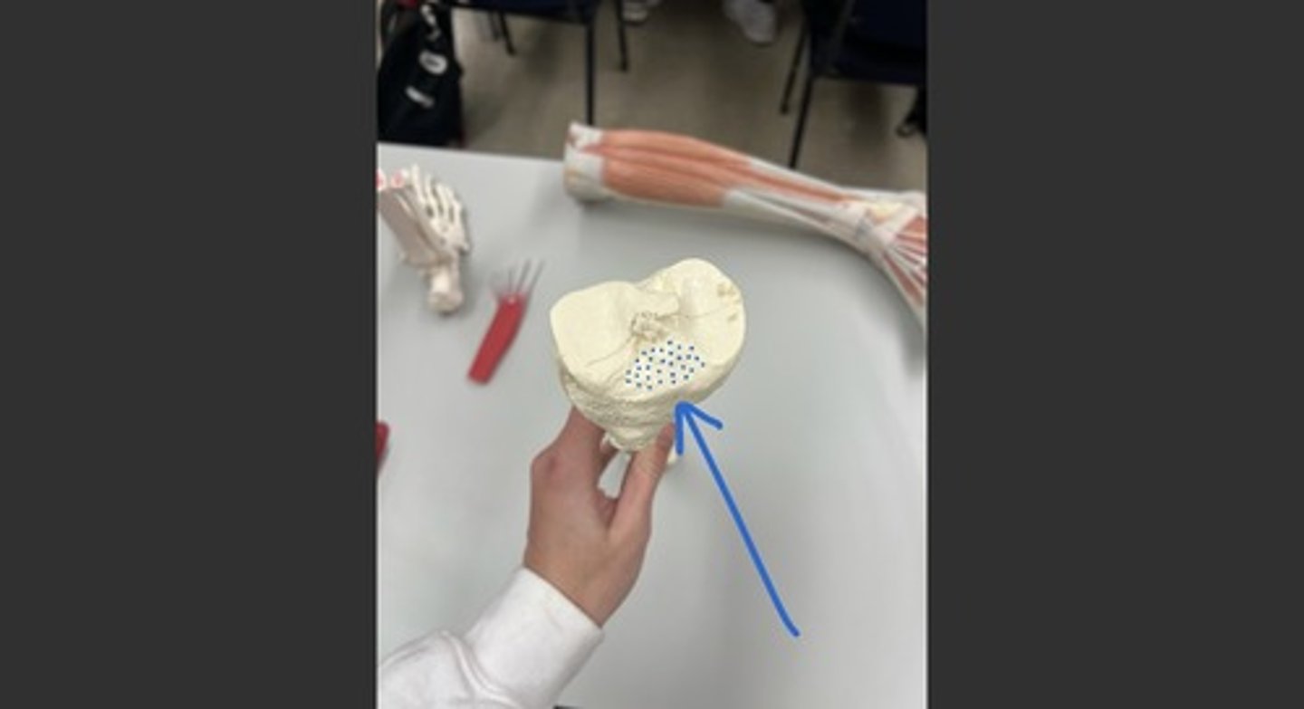 Anterior