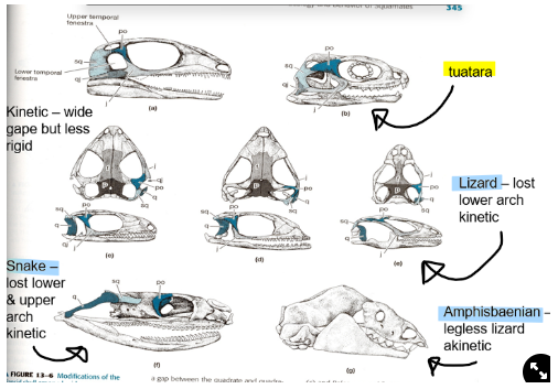 <p><strong>kinetic</strong></p><ul><li><p>allows a <strong>very flexible jaw</strong>, not as strong bite force though</p></li><li><p><span>an exception is the Amphisbaenian→ does not move jaw at all as it uses its head for burrowing into the ground</span></p></li></ul>