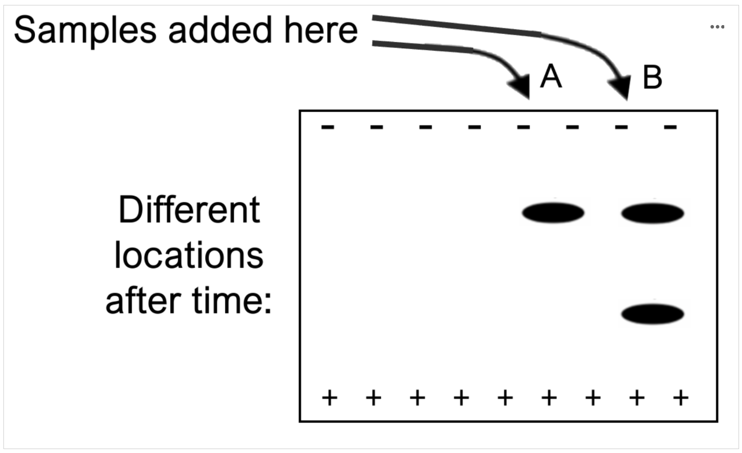 <p><span><span>Gel electrophoresis is a technique that can be used to separate Your Favorite Protein from other proteins. The gel contains pores of different sizes allowing different molecules to pass through at different rates. Electrodes are attached so that the top end of the gel shown has a negative charge, and the bottom edge has a positive charge. After a period of time, the electrodes are removed, the gel is stained, and the location of the sample is visualized. In the gel below, a purified sample of Your Favorite Protein is in lane B. What can you conclude about Your Favorite Protein from this result?</span></span></p><p>Option A: Your Favorite Protein has quaternary structure.</p><p>Option B: Your Favorite Protein is a heterodimer.</p><p>Option C: Your Favorite Protein has an α-helix and a β-pleated sheet.</p><p>Option D: All of the above</p><p></p>