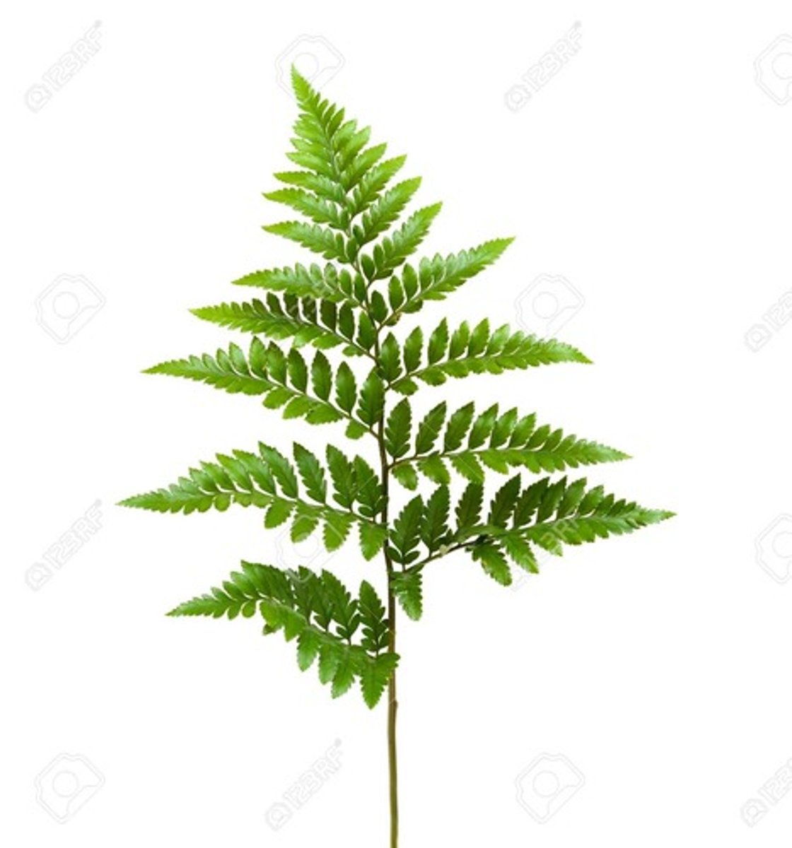 <p>Rumohra; Foliage</p>