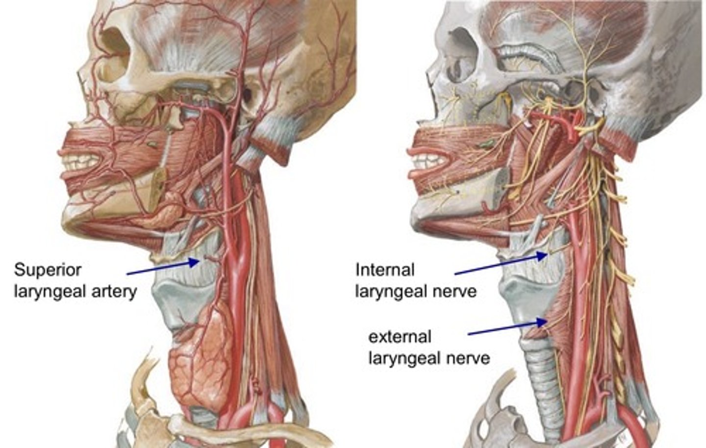 <p><strong>True</strong> ==&gt; the external laryngeal nerve runs right beneath the superior thyroid artery. </p>