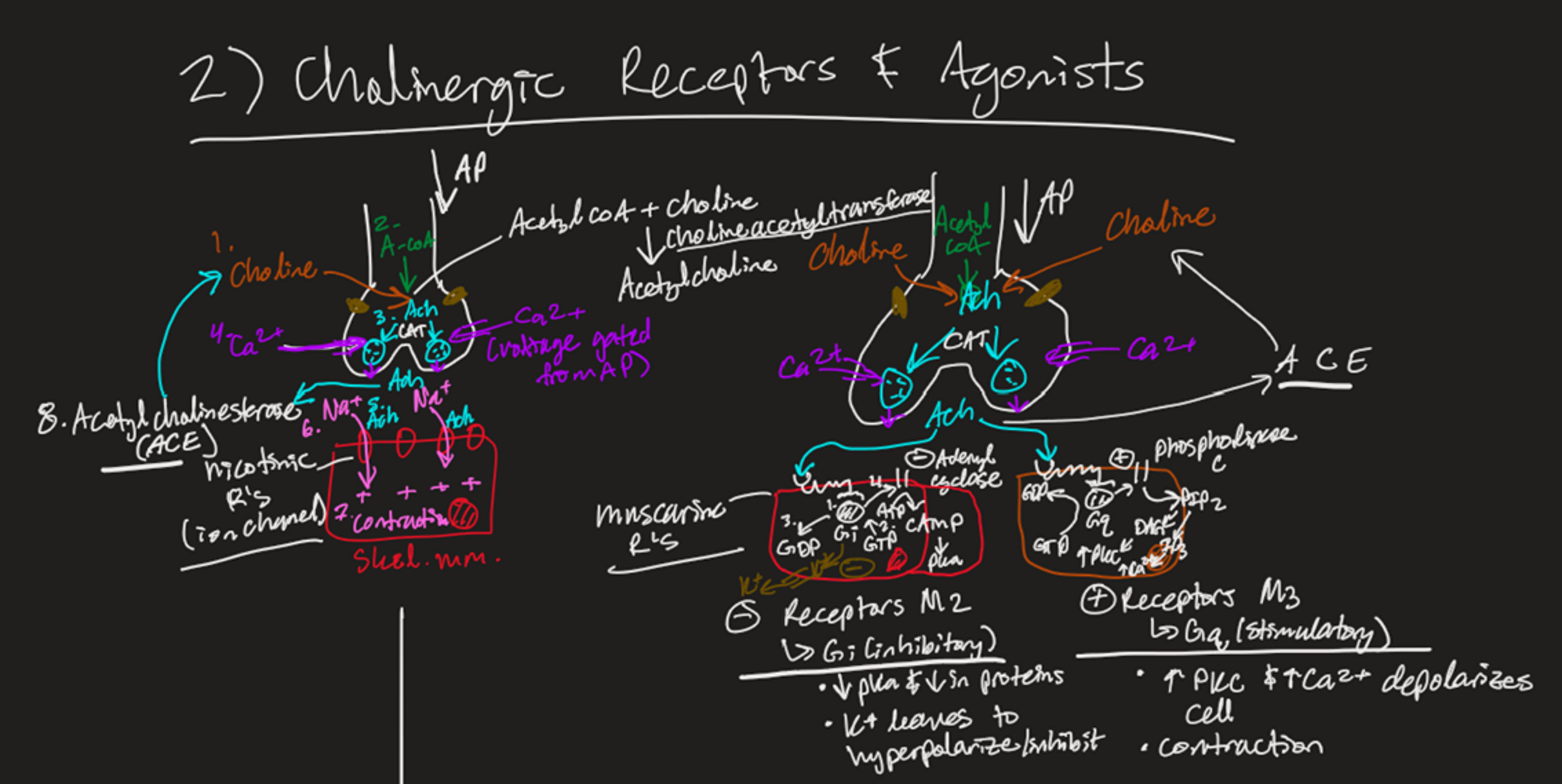 <ul><li><p>Choline combines with Acetyl-CoA (via Cholineacetyltransferase) → ACh</p></li><li><p>Action potential causes Ca2+ influx → ACh vesicles fuse and endocytose</p></li><li><p>ACh binds receptors:</p><ul><li><p>Nicotinic for skeletal muscle (let's Na+ inside)</p></li><li><p>Muscarinic</p><ul><li><p>Gi (inhibitory)</p><ul><li><p>Gi takes a GTP → GDP</p></li><li><p><em>Adenyl Cyclase</em> is inhibited, so it can’t make ATP → cAMP → PKA (K+ leaves, hyperpol.)</p></li></ul></li><li><p>Gq (stimulatory)</p><ul><li><p>Gq takes GTP → GDP</p></li><li><p>Phospholipase C is stimulated to create PIP2 → (DAG → PKC) &amp; (IP3 → Ca2+ depol.)</p></li></ul></li></ul></li></ul></li><li><p>ACh is taken up by Acetylcholinesterase (AChE) → Becomes Choline → Cycle Repeats</p></li></ul><p></p>