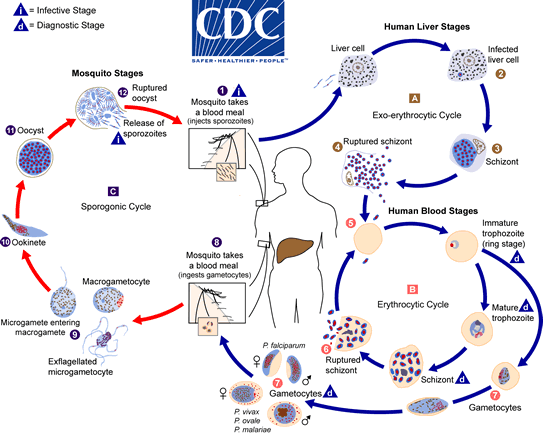 <p>Sporozoite → hepatic schizont → merozoite → erythrocytic trophozoite → schizont → gametocyte</p>