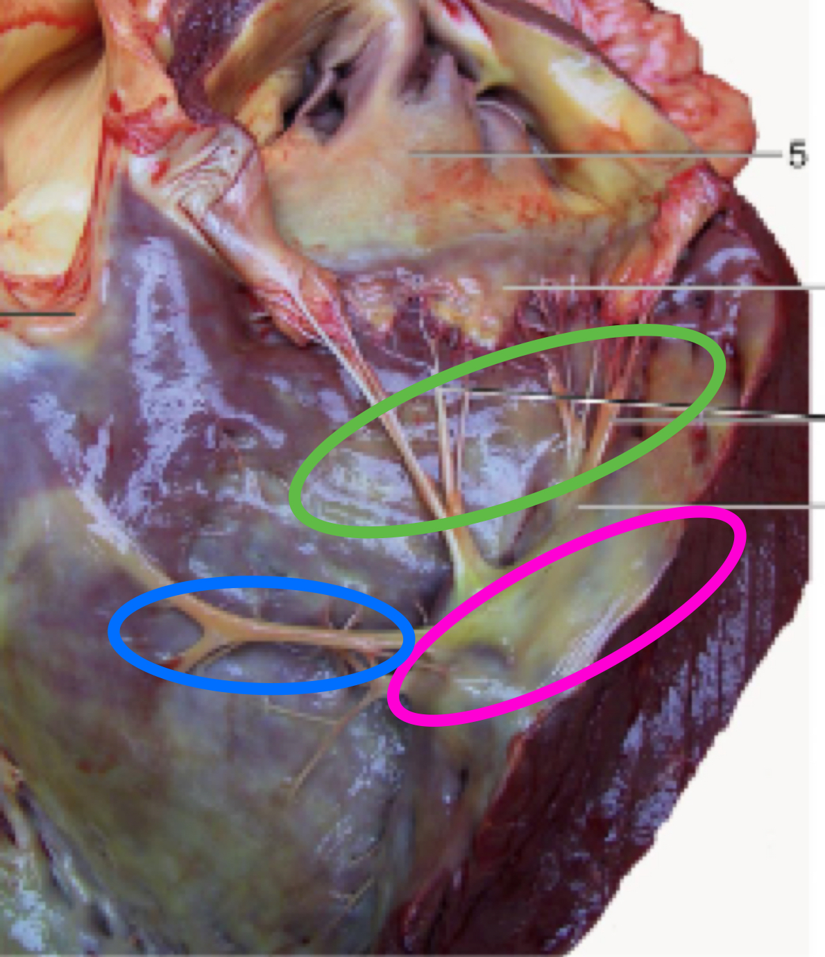 <p>What structure is in green?</p>