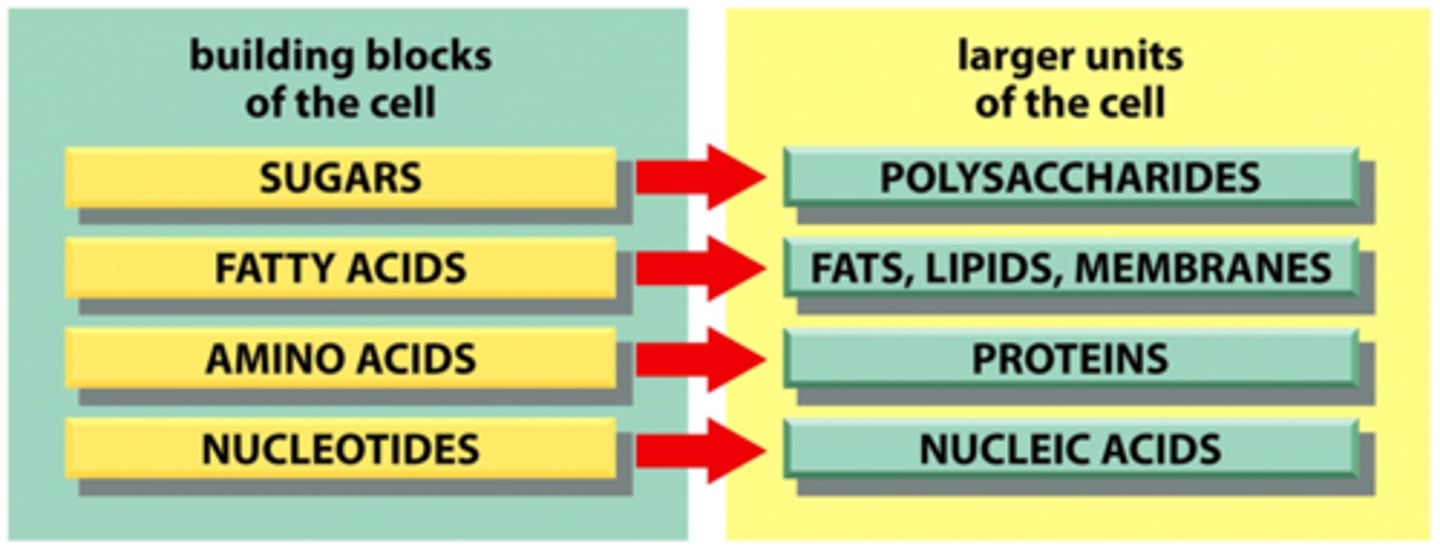 <p>sugars, fatty acids, amino acids, nucleotides</p>