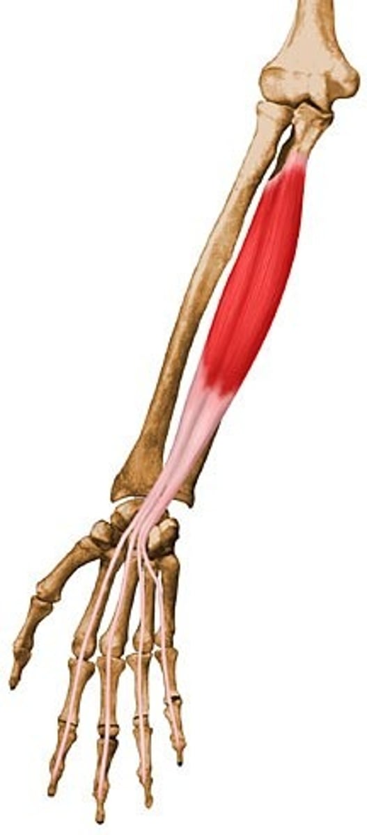 <p>Action: flexes distal interphalangeal joints; wrist flexion</p><p>Origin: Coronoid process; anteromedial surface of ulna</p><p>Insertion: distal phalanges of fingers 2-5</p>
