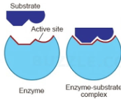 <p>enzymes act on substrates, and substrates bind to compatible active sites</p>